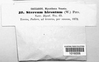 Stereum hirsutum image